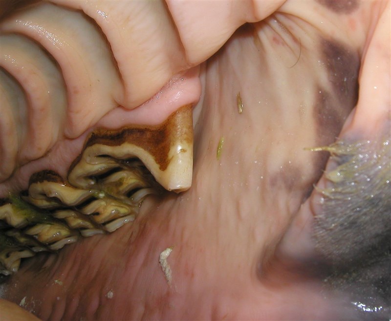 Her ses en tandkrog på den forreste kindtand i venstre side. Den forhindrer kæben i at bevæge sig naturligt og frit.