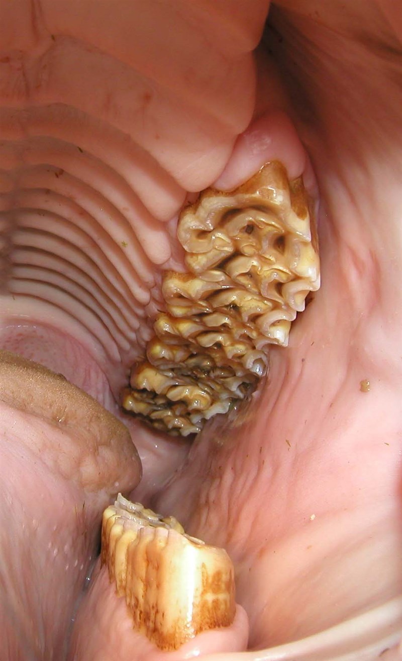 Alm. tandspidser som ses her i overmunden på ydersiden/ud mod kinden, og i undermunden ind mod tungen.